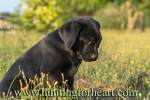 baby black lab in field