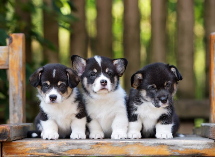 Corgi pups