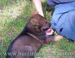 puppy confidence building exercise just relax and pup will be gentle