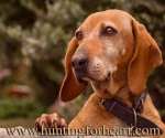 Red Hound sad eyes