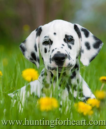 Dalmation pup