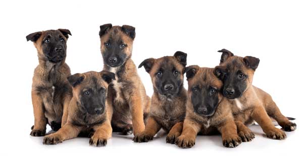 Natural puppy training works well for active breeds like Malinois