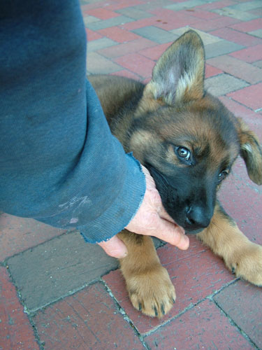 puppy biting