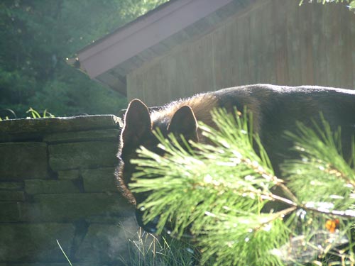 Young dog behind tree, peering at owner