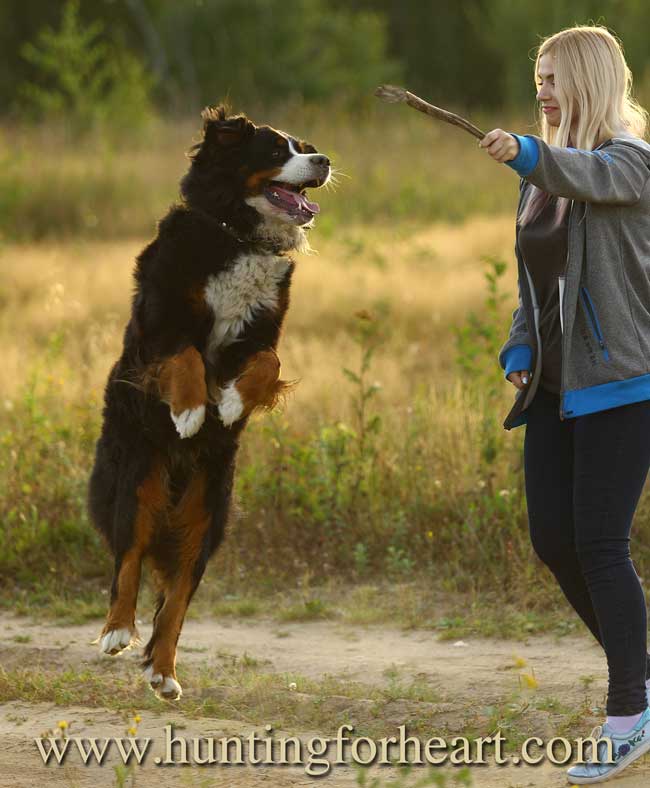 Dog playing jumping for stick