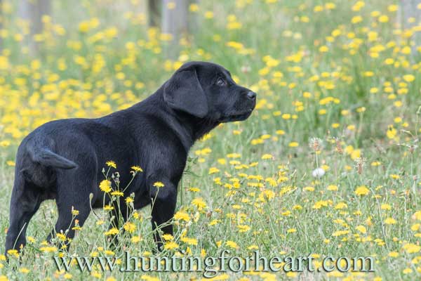 Black Lab puppy - Natural Dog Training keeps the puppy in the dog as he grows