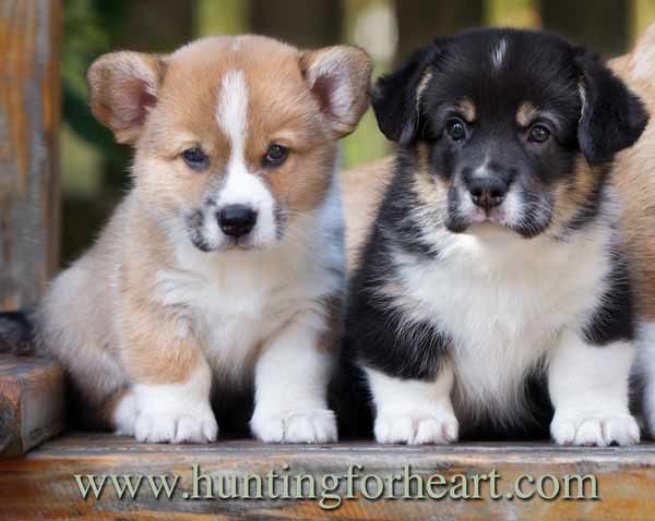 Choosing a Dog: Corgi pups