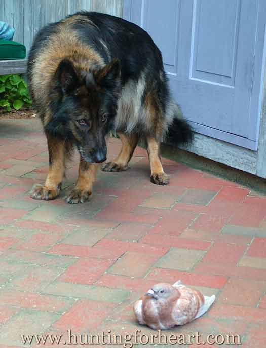 Ena and pigeon meet each other