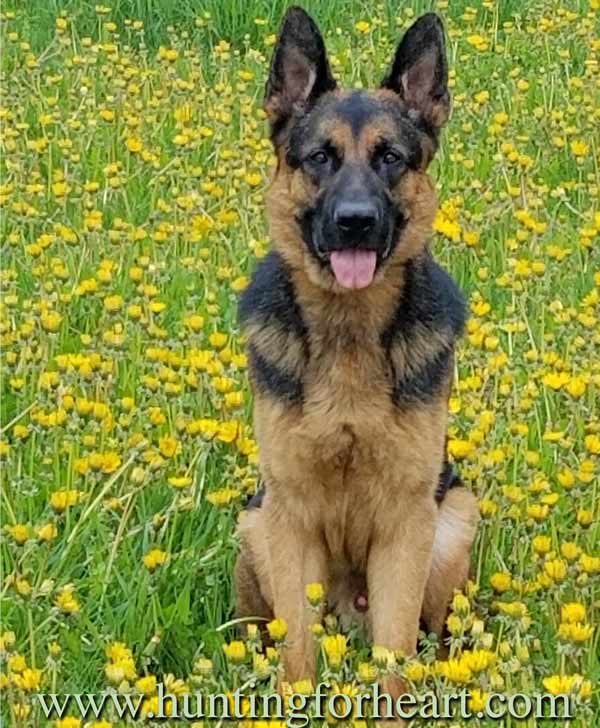 dog behavior consultation - relaxed muzzle and tongue, steady eyes show some emotional flexibility