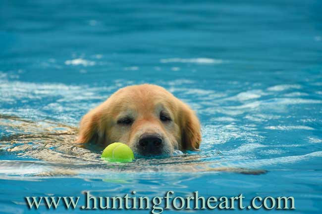 Golden Retriever puppy fetching tennis ball in pool. Puppy training timeline should include a lot of things your dog loves to do.