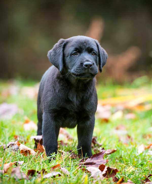 Black Lab puppy outdoors