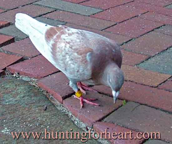Red check racing homing pigeon on terrace.