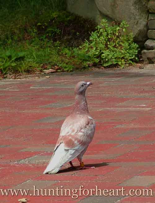 Red Check Racing Homing pigeon
