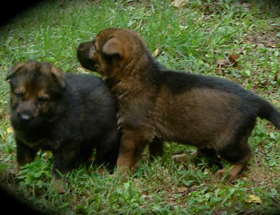 East German Shepherd pups playing