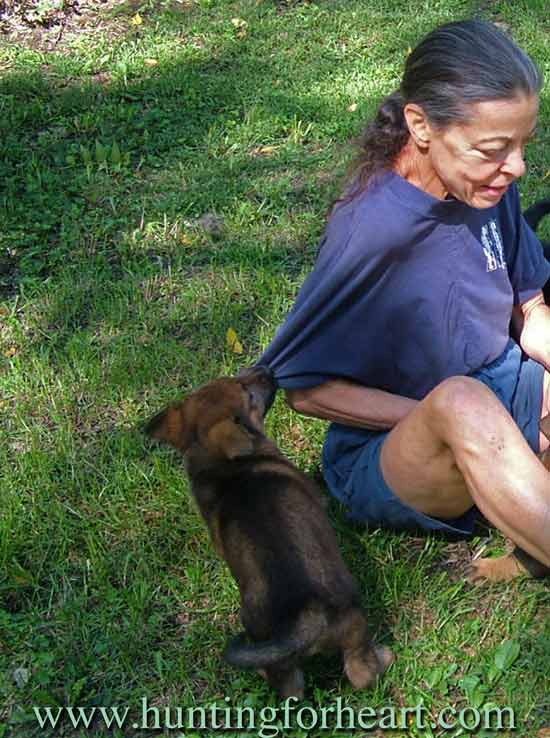 Training puppy not to bite - pup pulling on shirt sleeve