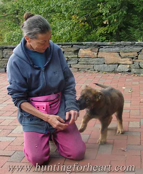 Training puppy not to bite - pup investigating jacket sleeve