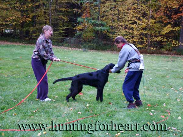Natural Dog Training food and pushing beginning