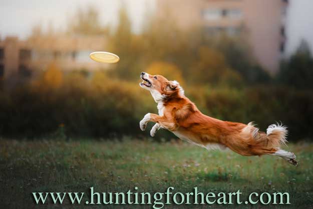 Border Collie leaps for frisbee