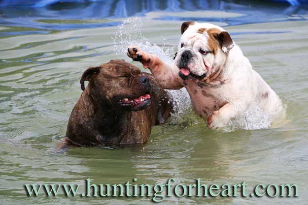 Bulldogs playing in water