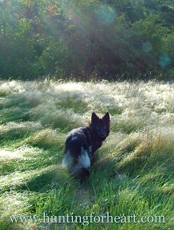 Beautiful dog, morning sun, sparkling dew on the grass