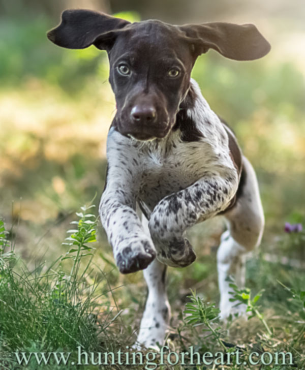 Puppy rearing mistakes restrict freedom of movement