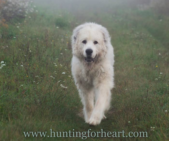Great Pyrenees dog on misty day