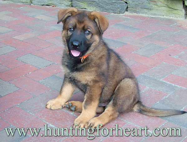 Puppy rearing mistakes impose control when openness and suppleness should be encouraged