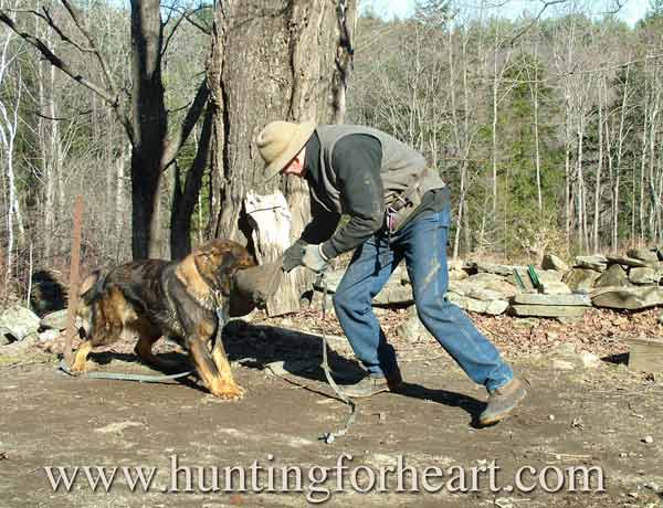 Natural Dog Training originator Kevin Behan playing tug with dog.