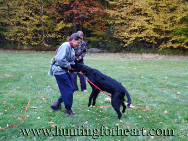 Natural Dog Training