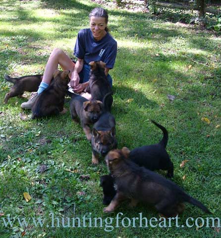 puppy socialization with litter of German Shepherd pups