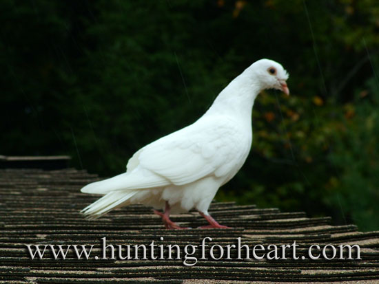 Beautiful White Dove